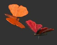 Blumenstecker-Schmetterling